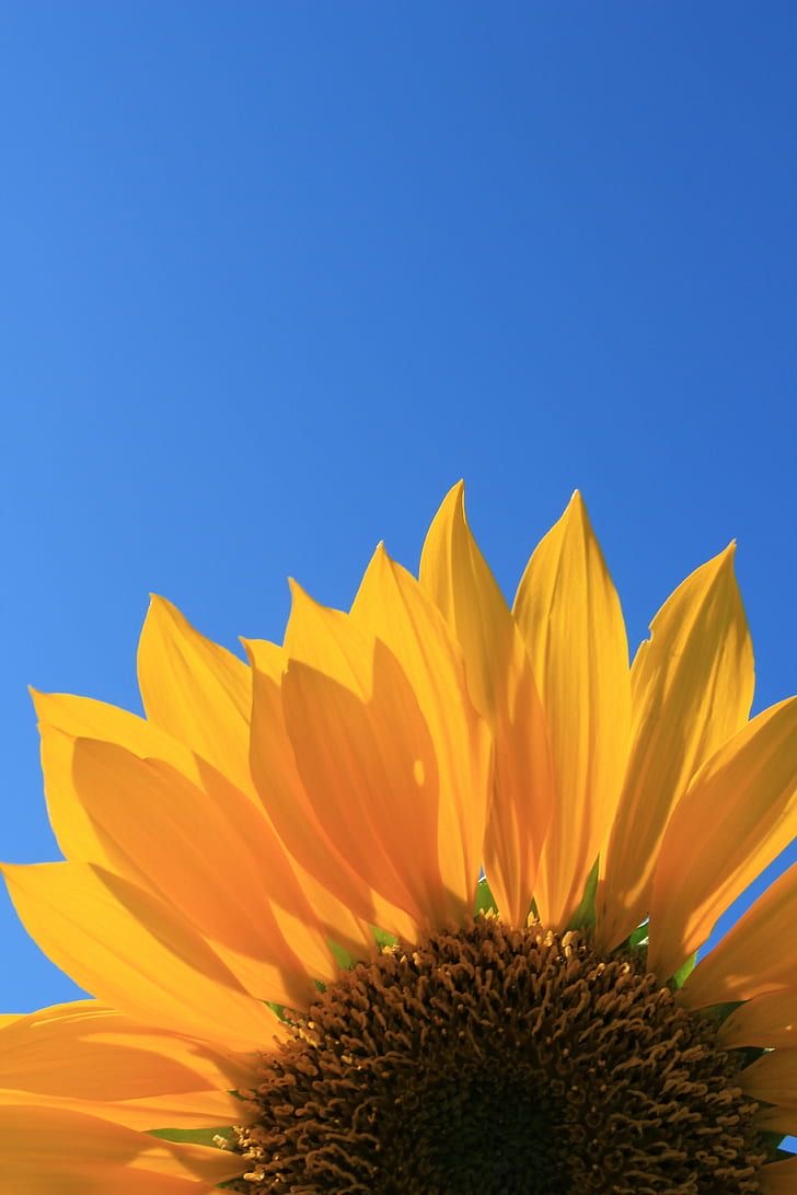 Profile Cover