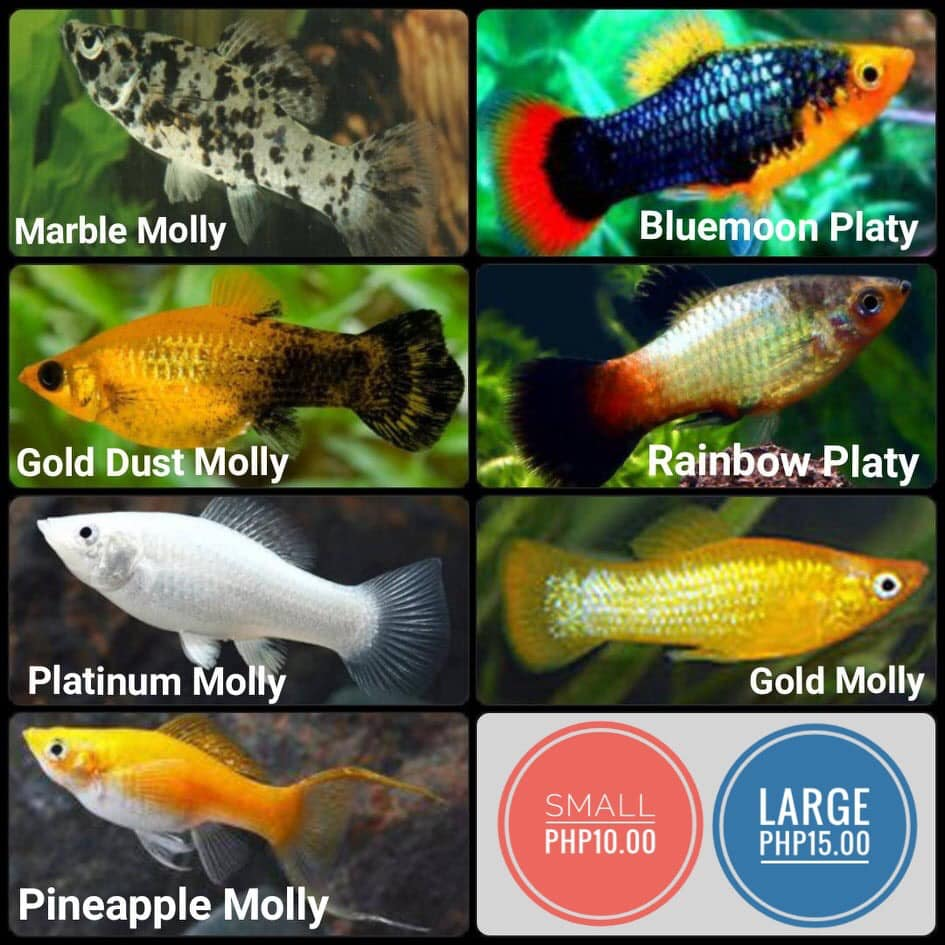 Aquarium Fishes For Sale! (Sta. Maria, Bulacan) Good Info Net