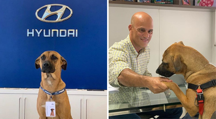 Car Dealership Adopts And Gives Job To Stray Dog Who ...