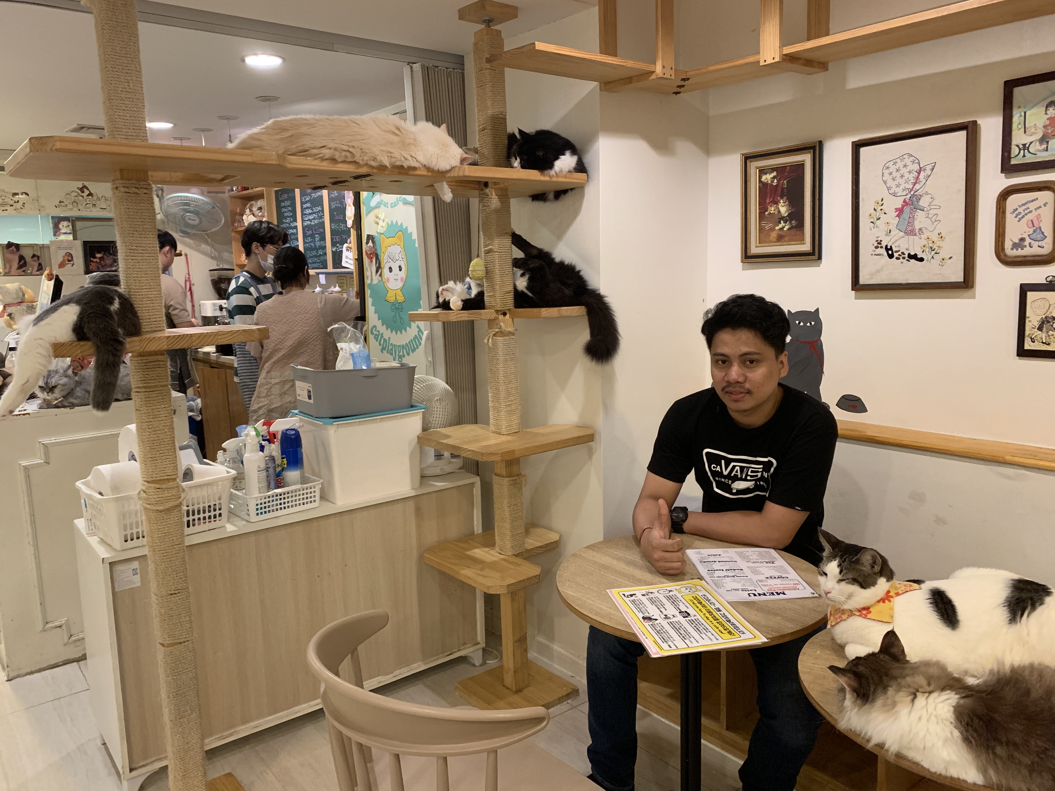 CAT CAFE IN MYEONG-DONG SOUTH KOREA | Good Info Net