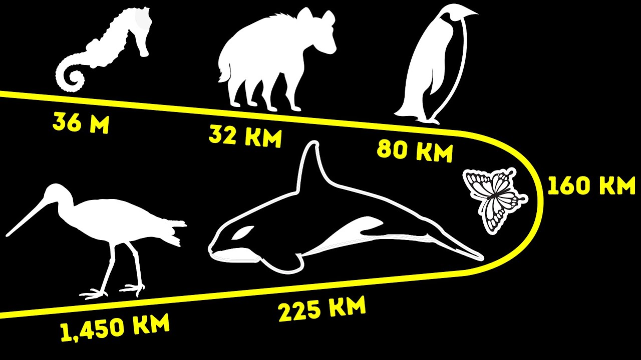 How Far Animals Travel in a Day (Some Make 500 Miles) Good Info Net