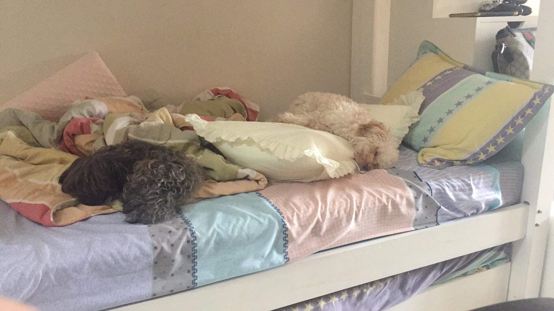 My dogs love to sleep!! Good Info Net