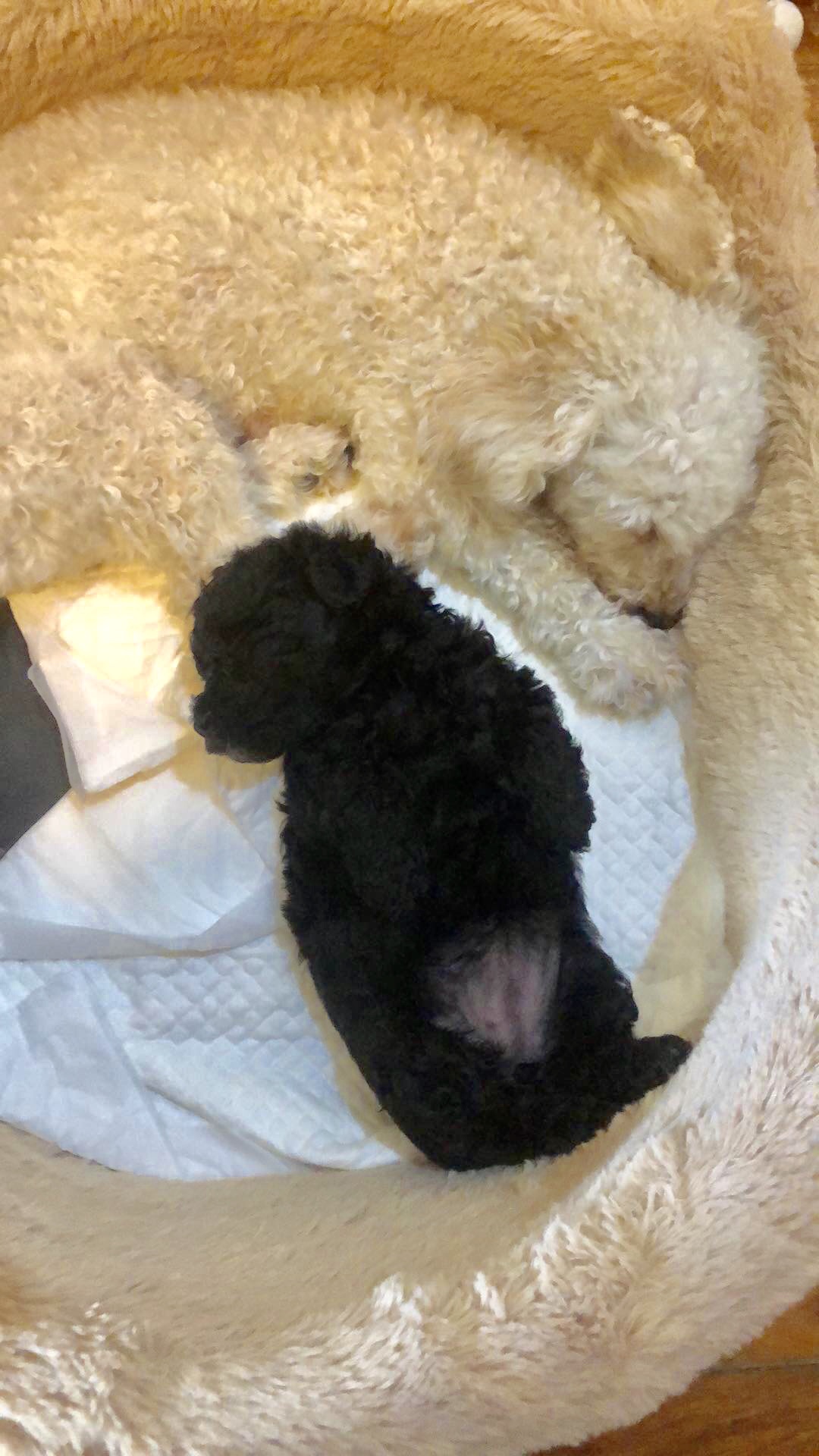 My dogs love to sleep!! Good Info Net