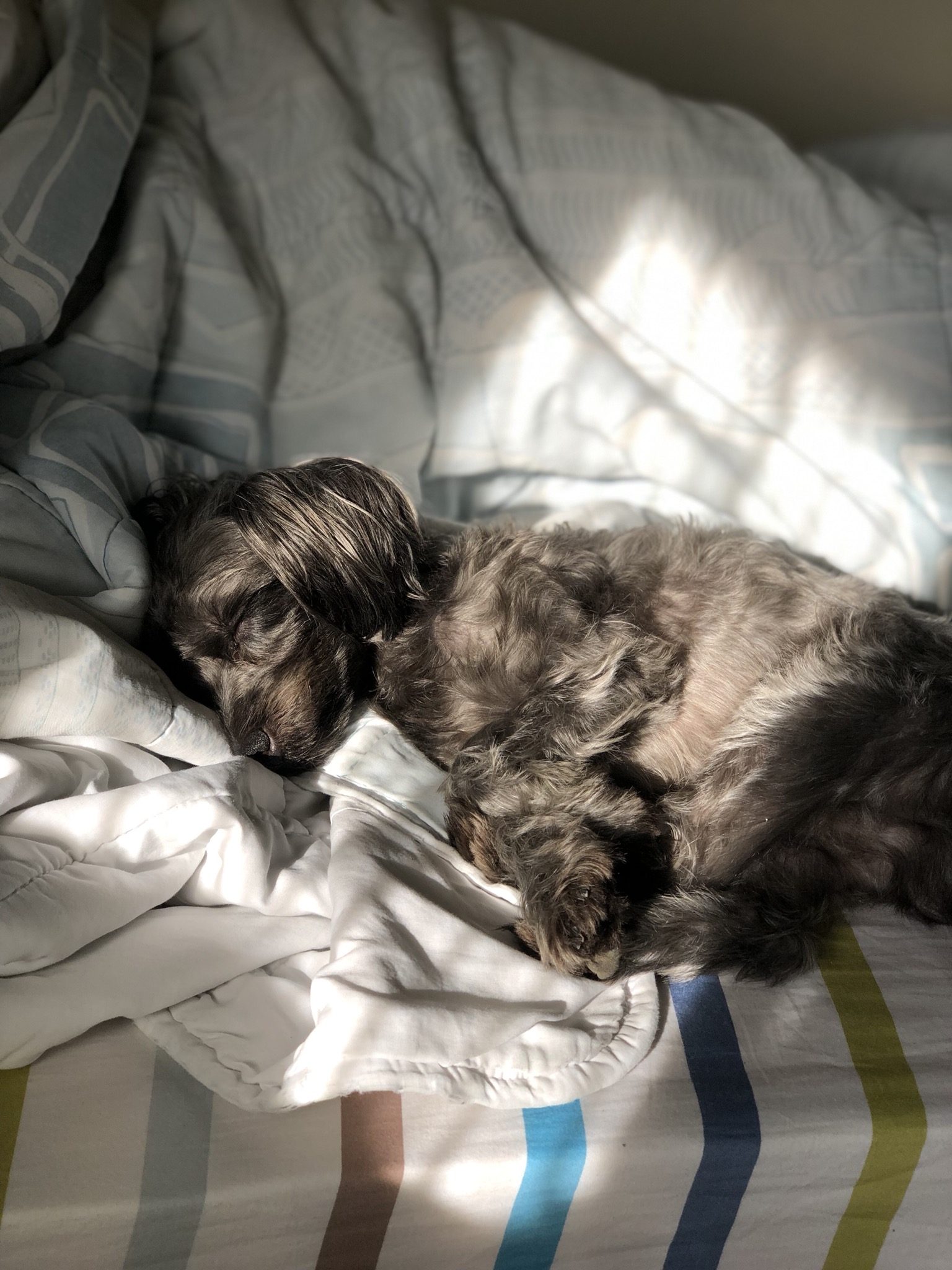 My dogs love to sleep!! Good Info Net