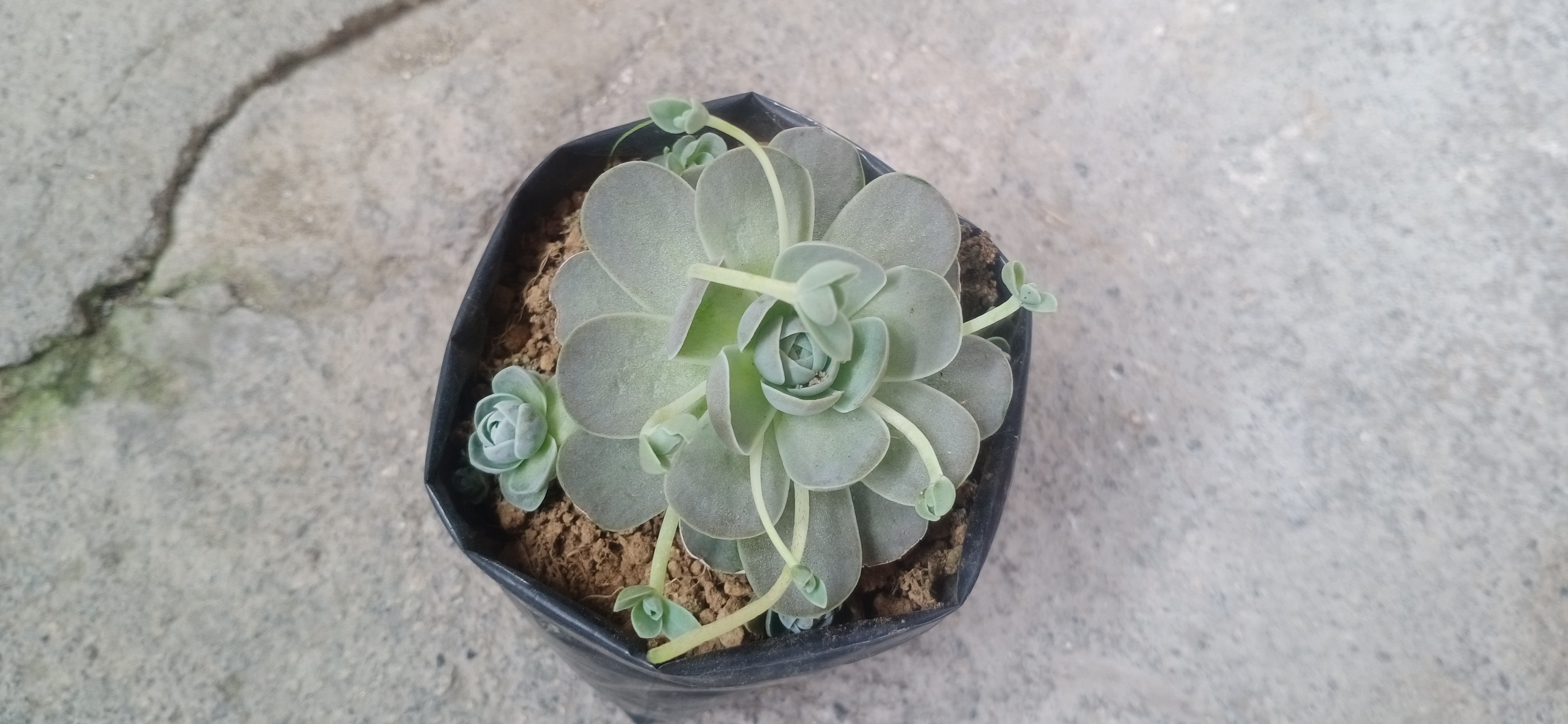 Plants can reduce stress! Good Info Net