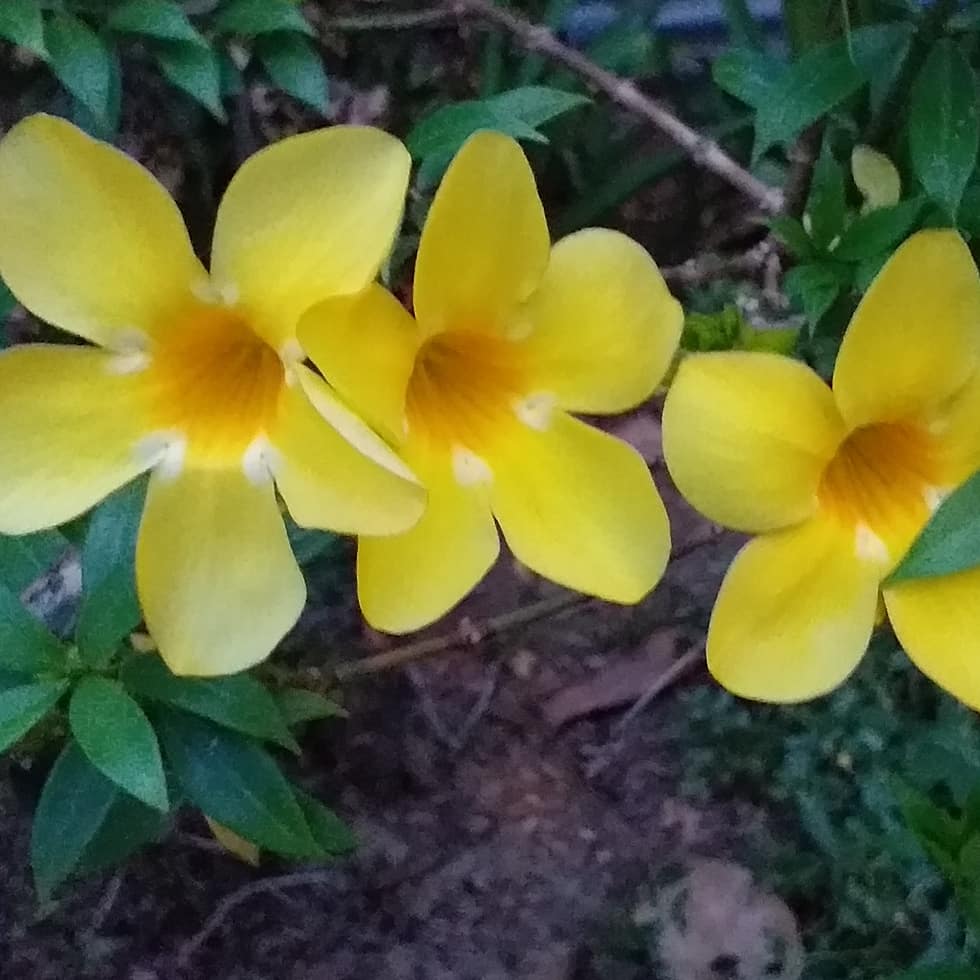 Sunkissed Flower Good Info Net